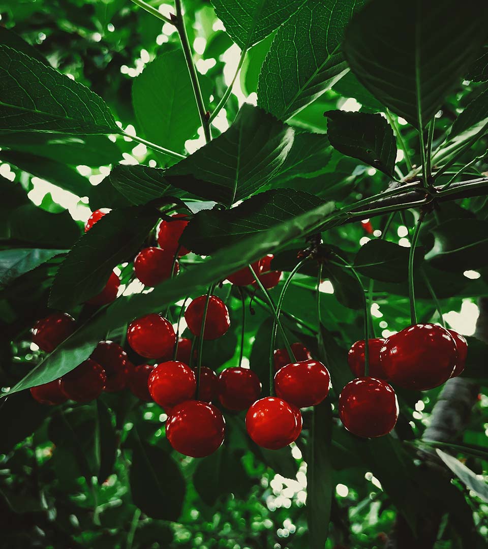cherries