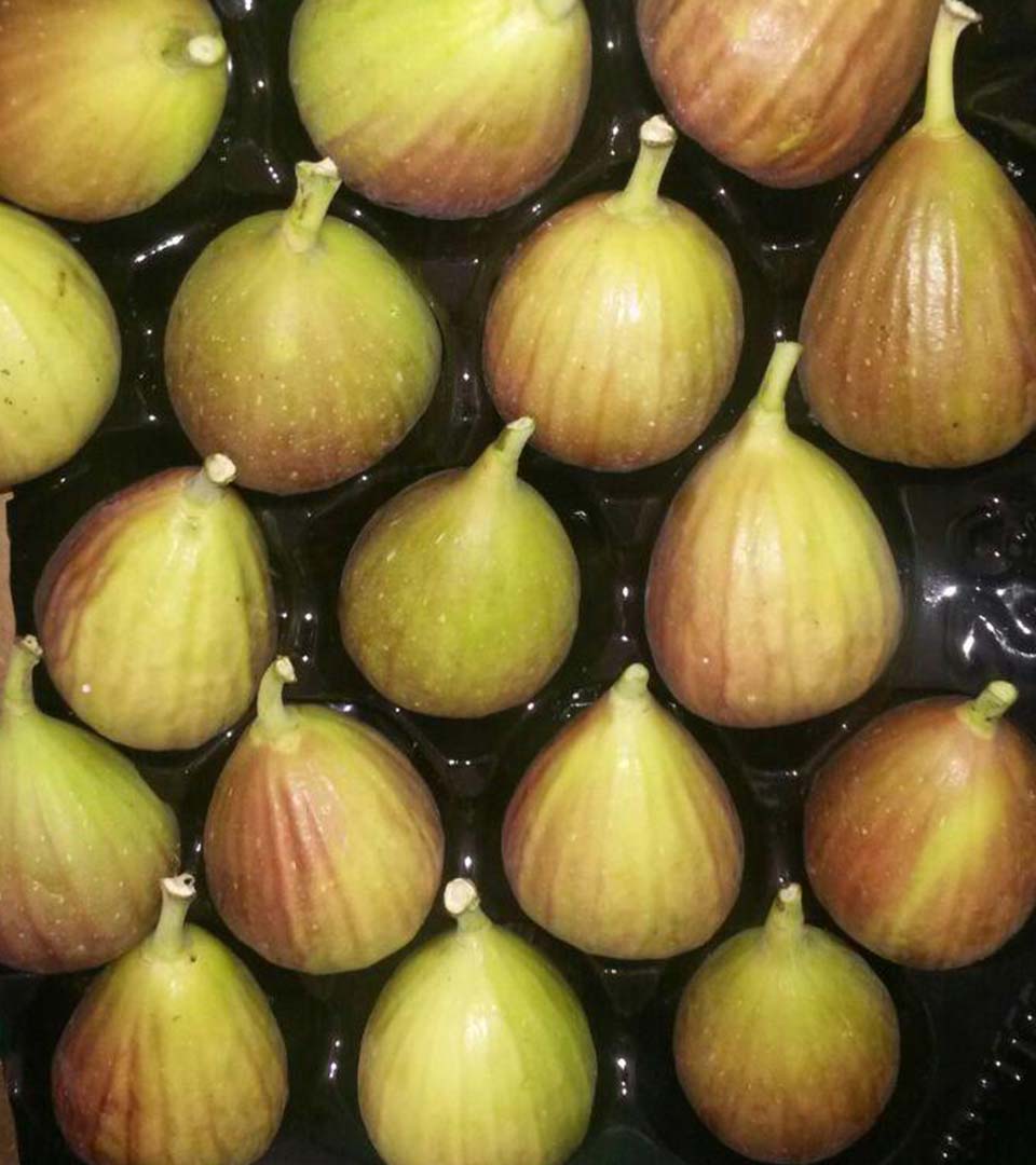 figs