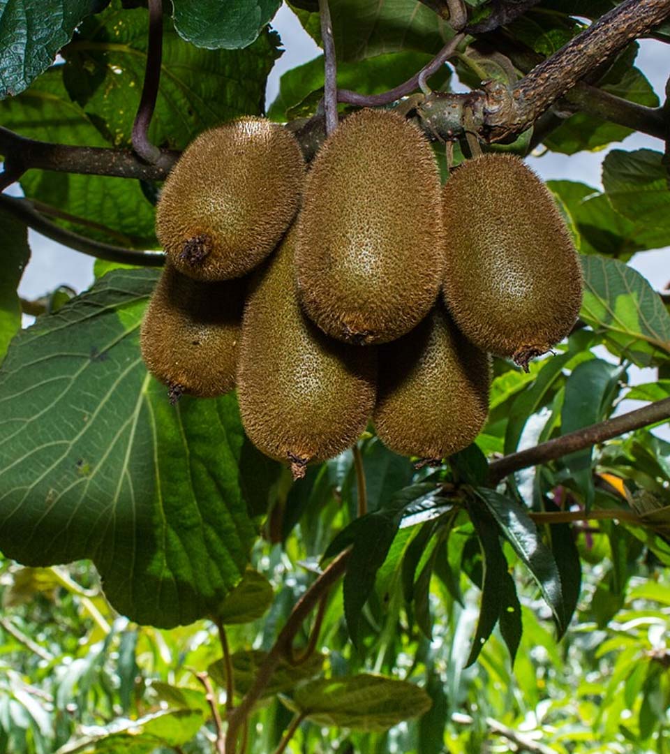 kiwis