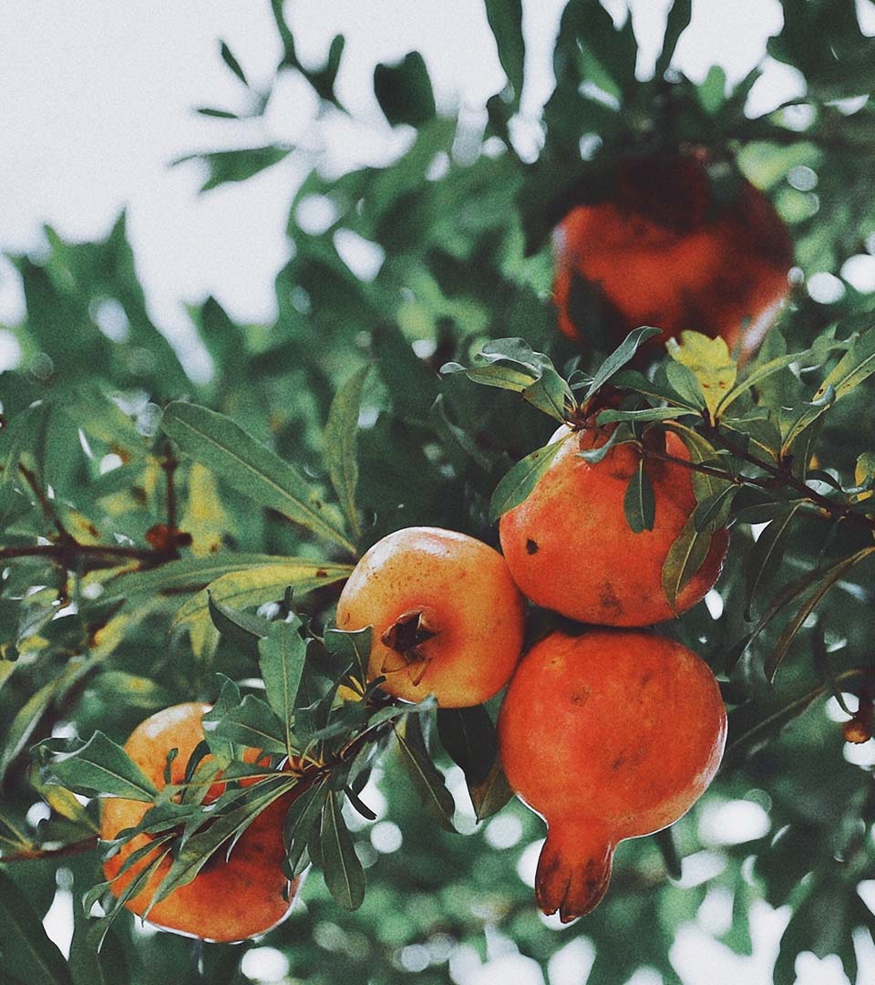 pomegranates